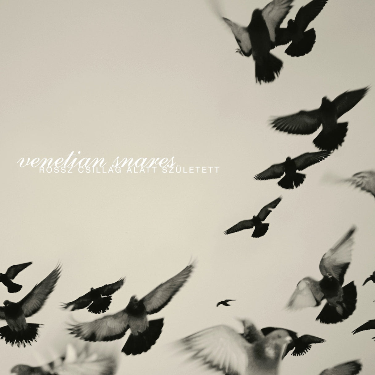 Black and white image of birds flying with text overlay on a light background