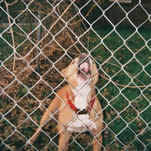 Dog behind a chain-link fence with a red collar