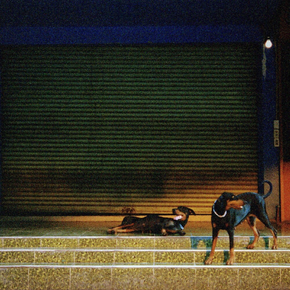 Two dogs on a leash in front of a large screen or wall at night.