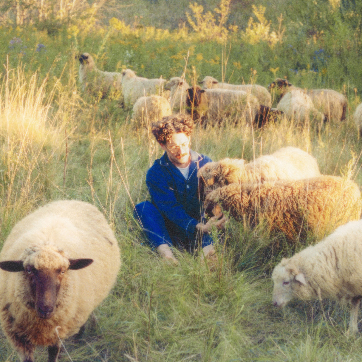 Person sitting among sheep in a grassy field
