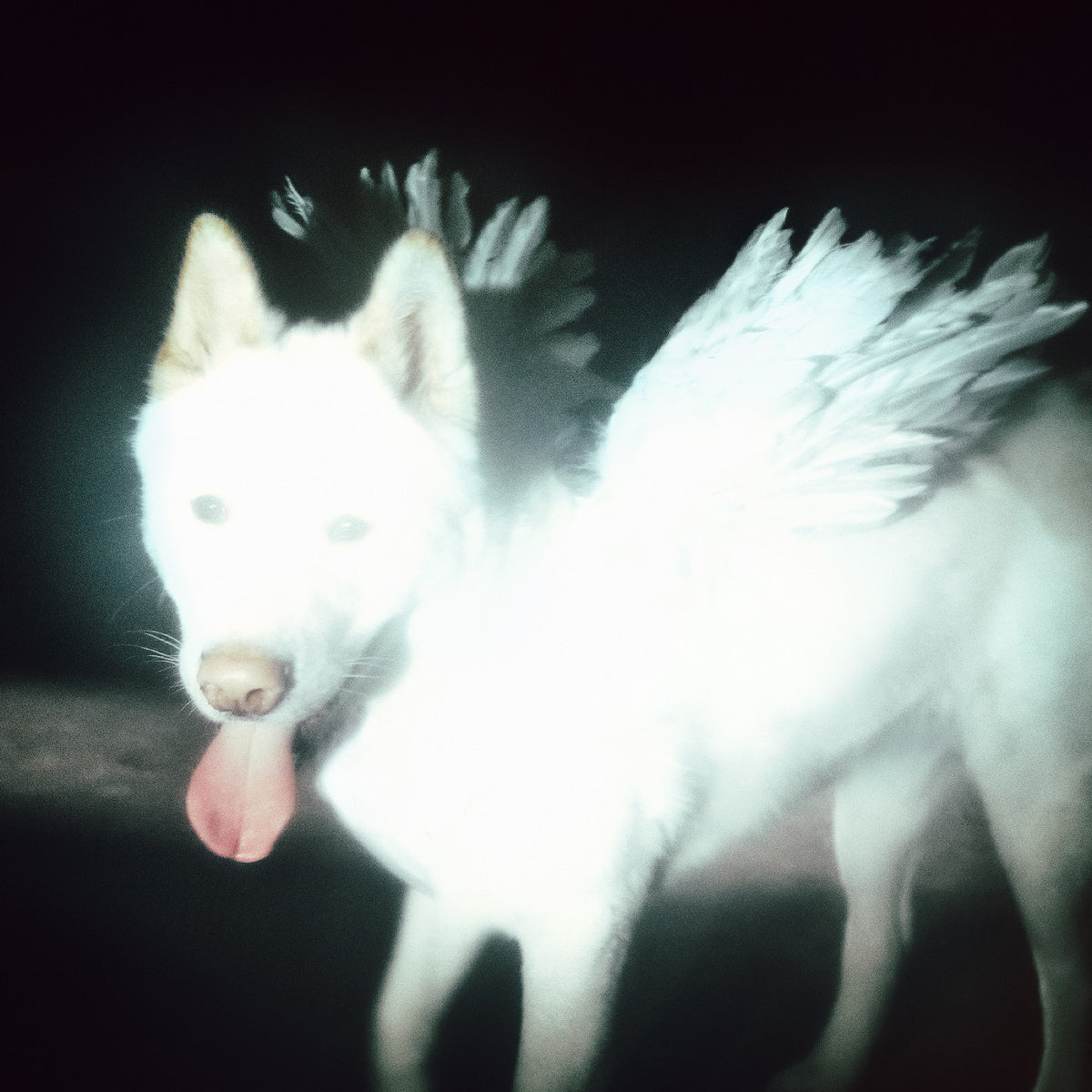 A white dog wearing fluffy white angel wings, photographed in low light with a dark background.