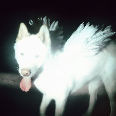 A white dog wearing fluffy white angel wings, photographed in low light with a dark background.