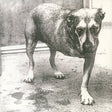 Black and white photo of a dog standing on a floor.