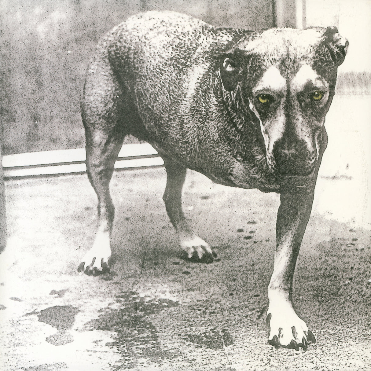 Black and white photo of a dog standing on a floor.