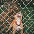 Dog behind a chain-link fence with a red collar