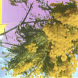 Collage of trees with a purple and yellow background