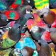 Group of colorful birds with a mix of red, green, blue, and brown feathers.