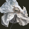 Close-up of a white flower with a dark background