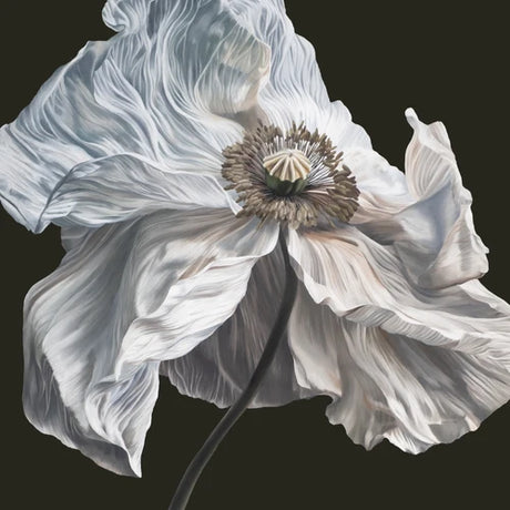 Close-up of a white flower with a dark background