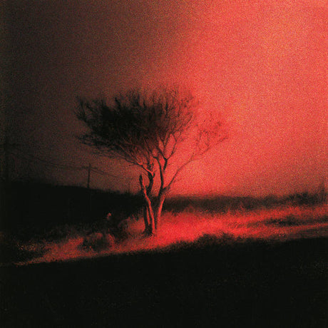 Silhouette of a tree against a red sky