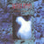 Skinny Puppy - Mind: The Perpetual Intercourse LP