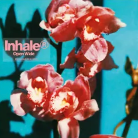 Inhaler - Open Wide LP (Pink Vinyl)